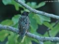 Sturnus vulgaris